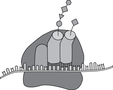 The diagram shows an irregular mass with a strand passing through it, nearly horizontally, about one third of the way up from the bottom of the mass.