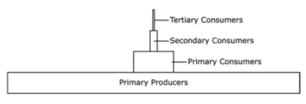 Biomass pyramind