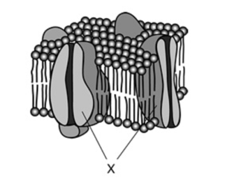 An eukarytotic membrane with X labeling the insides of the two cells nucleus.