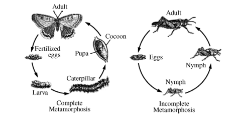 Two diagrams showing lifecyles of a butterfly and a grasshopper.